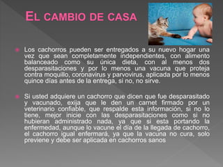  Los cachorros pueden ser entregados a su nuevo hogar una
vez que sean completamente independientes, con alimento
balanceado como su única dieta, con al menos dos
desparasitaciones y por lo menos una vacuna que proteja
contra moquillo, coronavirus y parvovirus, aplicada por lo menos
quince días antes de la entrega, si no, no sirve.
 Si usted adquiere un cachorro que dicen que fue desparasitado
y vacunado, exija que le den un carnet firmado por un
veterinario confiable, que respalde esta información, si no lo
tiene, mejor inicie con las desparasitaciones como si no
hubieran administrado nada, ya que si esta portando la
enfermedad, aunque lo vacune el día de la llegada de cachorro,
el cachorro igual enfermará, ya que la vacuna no cura, solo
previene y debe ser aplicada en cachorros sanos
 
