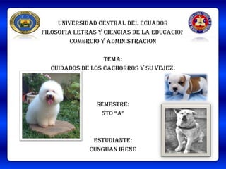 UNIVERSIDAD CENTRAL DEL ECUADOR
FILOSOFIA LETRAS Y CIENCIAS DE LA EDUCACION
         COMERCIO Y ADMINISTRACION

                  TEMA:
  Cuidados de los cachorros y su vejez.




                SEMESTRE:
                 5TO “A”



               ESTUDIANTE:
              CUNGUAN IRENE
 