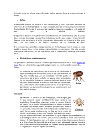 Cuidados de un perro