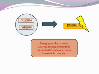 Energía para las diversas actividades que uno realiza diariamente: trabajo, estudio, tareas de la casa, etc.GLUCOSAENERGÍAOXÍGENO