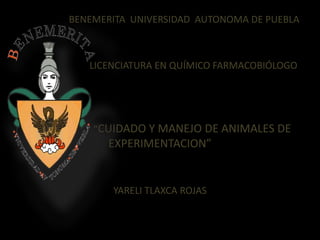 BENEMERITA UNIVERSIDAD AUTONOMA DE PUEBLA



   LICENCIATURA EN QUÍMICO FARMACOBIÓLOGO




    “CUIDADO Y MANEJO DE ANIMALES DE
       EXPERIMENTACION”


       YARELI TLAXCA ROJAS
 