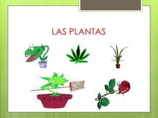 LAS PLANTAS
 