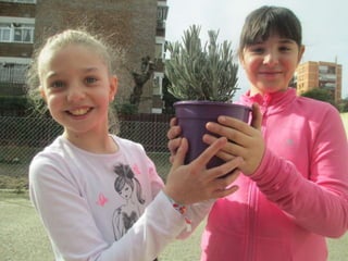 Cuidamos los árboles.Pereda.Leganés