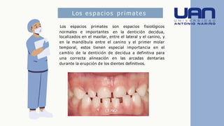 Los espacios primates
normales e importantes
Los espacios primates son espacios fisiológicos
en la dentición decidua,
localizados en el maxilar, entre el lateral y el canino, y
en la mandíbula entre el canino y el primer molar
temporal, estos tienen especial importancia en el
cambio de la dentición de decidua a definitiva para
una correcta alineación en las arcadas dentarias
durante la erupción de los dientes definitivos.
 