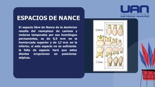 ESPACIOS DE NANCE
El espacio libre de Nance de la denticion
resulta del reemplazo de caninos y
molares temporales por sus homólogos
permanentes, es de 0,9 mm en la
hemiarcada superior y de 1,7 mm en la
inferior, si este espacio no es suficiente
de espacio
erupcionen
hará que estos
en posiciones
la falta
dientes
atípicas.
 