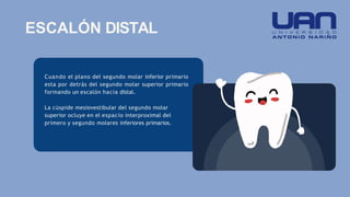 Cuando el plano del segundo molar inferior primario
esta por detrás del segundo molar superior primario
formando un escalón hacia distal.
La cúspide mesiovestibular del segundo molar
superior ocluye en el espacio interproximal del
primero y segundo molares inferiores primarios.
ESCALÓN DISTAL
 