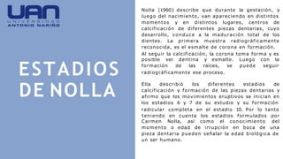 ESTADIOS
DE NOLLA
Nolla (1960) describe que durante la gestación, y
luego del nacimiento, van apareciendo en distintos
momentos y en distintos lugares, centros de
calcificación de diferentes piezas dentarias, cuyo
desarrollo, conduce a la maduración total de los
dientes. La primera muestra radiográficamente
reconocida, es el esmalte de corona en formación.
Al seguir la calcificación, la corona toma forma y es
posible ver dentina y esmalte.
formación de las raíces, se
Luego con la
puede seguir
radiográficamente ese proceso.
Ella describió los diferentes estadios de
calcificación y formación de las piezas dentarias y
afirmo que los movimientos eruptivos se inician en
los estadios 6 y 7 de su estudio y su formación
radicular completa en el estadio 10. Por lo tanto
Carmen Nolla, así como el conocimiento
momento o edad de irrupción en boca de
teniendo en cuenta los estadios formulados por
del
una
pieza dentaria pueden señalar la edad biológica de
un ser humano.
 