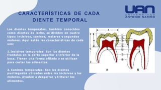 Los dientes temporales, también conocidos
como dientes de leche, se dividen en cuatro
tipos: incisivos, caninos, molares y segundos
molares. Aquí están las características de cada
uno:
1. Incisivos temporales: Son los dientes
frontales en la parte superior e inferior de la
boca. Tienen una forma afilada y se utilizan
para cortar los alimentos.
2. Caninos temporales: Son los dientes
puntiagudos ubicados entre los incisivos y los
molares. Ayudan a desgarrar y triturar los
alimentos.
CARACTERÍSTICAS DE CADA
DIENTE TEMPORAL
 