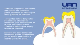 3. Molares temporales: Son dientes
más grandes con superficies
planas y dentadas. Se utilizan para
moler y triturar los alimentos.
4. Segundos molares temporales:
Son similares a los molares
temporales, pero se encuentran en
la parte posterior de la boca.
También se utilizan para moler y
triturar los alimentos.
Recuerda que estos dientes son
temporales y serán reemplazados
por los dientes permanentes a
medida que el niño crezca.
 