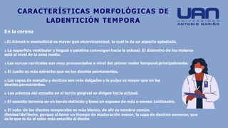CARACTERÍSTICAS MORFOLÓGICAS DE
LADENTICIÓN TEMPORA
En la corona
1.El diámetro mesiodistal es mayor que elcervicoincisal, lo cual le da un aspecto aplastado.
2. La superficie vestibular y lingual o palatina convergen hacia la oclusal. El diámetro de los molares
está al nivel de la zona media.
3. Los surcos cervicales son muy pronunciados a nivel del primer molar temporal.principalmente.
4. El cuello es más estrecho que en los dientes permanentes.
5. Las capas de esmalte y dentina son más delgadas y la pulpa es mayor que en los
dientes.permanentes.
6. Los prismas del esmalte en el tercio gingival se dirigen hacia oclusal.
7. El esmalte termina en un borde definido y tiene un espesor de más o menos 1milímetro.
8. El color de los dientes temporales es más blanco, de ahí su nombre común.
dientes de leche, porque al tener un tiempo de maduración menor, la capa de dentina esmenor, que
es lo que le da el color más amarillo al diente
 