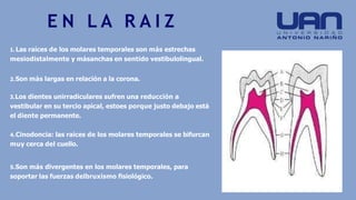 1. Las raíces de los molares temporales son más estrechas
mesiodistalmente y másanchas en sentido vestibulolingual.
2.Son más largas en relación a la corona.
3.Los dientes unirradiculares sufren una reducción a
vestibular en su tercio apical, estoes porque justo debajo está
el diente permanente.
4.Cinodoncia: las raíces de los molares temporales se bifurcan
muy cerca del cuello.
5.Son más divergentes en los molares temporales, para
soportar las fuerzas delbruxismo fisiológico.
E N L A R A I Z
 