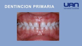 DENTINCION PRIMARIA
 