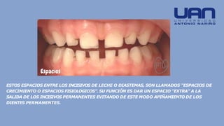 ESTOS ESPACIOS ENTRE LOS INCISIVOS DE LECHE O DIASTEMAS, SON LLAMADOS “ESPACIOS DE
CRECIMIENTO O ESPACIOS FISIOLOGICOS”. SU FUNCIÓN ES DAR UN ESPACIO “EXTRA” A LA
SALIDA DE LOS INCISIVOS PERMANENTES EVITANDO DE ESTE MODO APIÑAMIENTO DE LOS
DIENTES PERMANENTES.
 