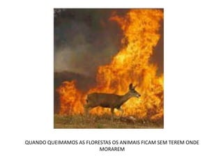 QUANDO QUEIMAMOS AS FLORESTAS OS ANIMAIS FICAM SEM TEREM ONDE 
MORAREM 
 