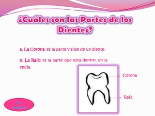 a. La Corona: es la parte visible de un diente.

   b. La Raíz: es la parte que está dentro, en la
   encía.

                                                     Corona




                                                     Raíz
   Ir a
esquema
 