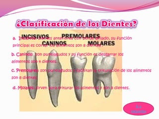 a. Incisivos: dientes anteriores con borde afilado, su función
principal es cortar los alimentos son 8 dientes .

b. Caninos: son puntiagudos y su función es desgarrar los
alimentos son 4 dientes.

c. Premolares: son puntiagudos y facilitan la trituración de los alimentos
son 8 dientes.

d. Molares: sirven para triturar los alimentos y son 8 dientes.



                                                                     Ir a
                                                                  esquema
 