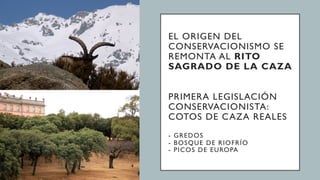EL ORIGEN DEL
CONSERVACIONISMO SE
REMONTA AL RITO
SAGRADO DE LA CAZA
PRIMERA LEGISLACIÓN
CONSERVACIONISTA:
COTOS DE CAZA REALES
- GREDOS
- BOSQUE DE RIOFRÍO
- PICOS DE EUROPA
 