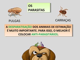 OS PARASITAS PULGAS  CARRAÇAS  A  DESPARATISAÇÃO  DOS ANIMAIS DE ESTIMAÇÃO É MUITO IMPORTANTE. PARA ISSO, O MELHOR É COLOCAR  ANTI-PARASITÁRIOS . 