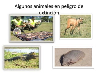 Algunos animales en peligro de
extinción

 