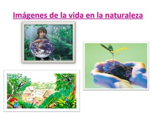 Imágenes de la vida en la naturaleza

 
