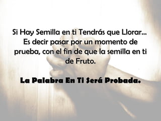 Si Hay Semilla en ti Tendrás que Llorar…Si Hay Semilla en ti Tendrás que Llorar…
Es decir pasar por un momento deEs decir pasar por un momento de
prueba, con el fin de que la semilla en tiprueba, con el fin de que la semilla en ti
de Fruto.de Fruto.
La Palabra En Ti Será Probada.La Palabra En Ti Será Probada.
 