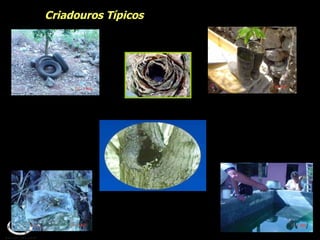 Criadouros Típicos 