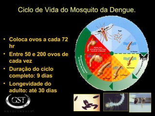 Ciclo de Vida do Mosquito da Dengue. Coloca ovos a cada 72 hr Entre 50 e 200 ovos de cada vez Duração do ciclo completo: 9 dias Longevidade do adulto: até 30 dias 