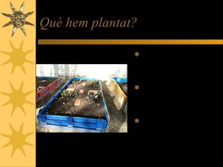 Què hem plantat?
Hem plantat de dos
tipus: Amb llavor o
amb planter.
Exemples: tomàquets,
enciam, escaroles,
maduixes,...
També vam plantar
les nostres mongetes.
 