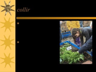 collir
Vam collir algunes
verdures: cebes,
pèsols, bròquil,
escaroles, porros, ...
Amb les verdures,
vam fer un sorteig,
però a mi no em va
tocar res.
 