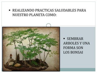  REALIZANDO PRACTICAS SALUDABLES PARA
NUESTRO PLANETA COMO:
 SEMBRAR
ARBOLES Y UNA
FORMA SON
LOS BONSAI
 