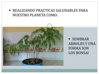 REALIZANDO PRACTICAS SALUDABLES PARA
NUESTRO PLANETA COMO:
 SEMBRAR
ARBOLES Y UNA
FORMA SON
LOS BONSAI
 