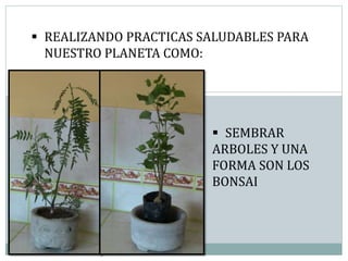  REALIZANDO PRACTICAS SALUDABLES PARA
NUESTRO PLANETA COMO:
 SEMBRAR
ARBOLES Y UNA
FORMA SON LOS
BONSAI
 