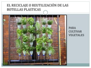 EL RECICLAJE O REUTILIZACIÓN DE LAS
BOTELLAS PLASTICAS
PARA
CULTIVAR
VEGETALES
 