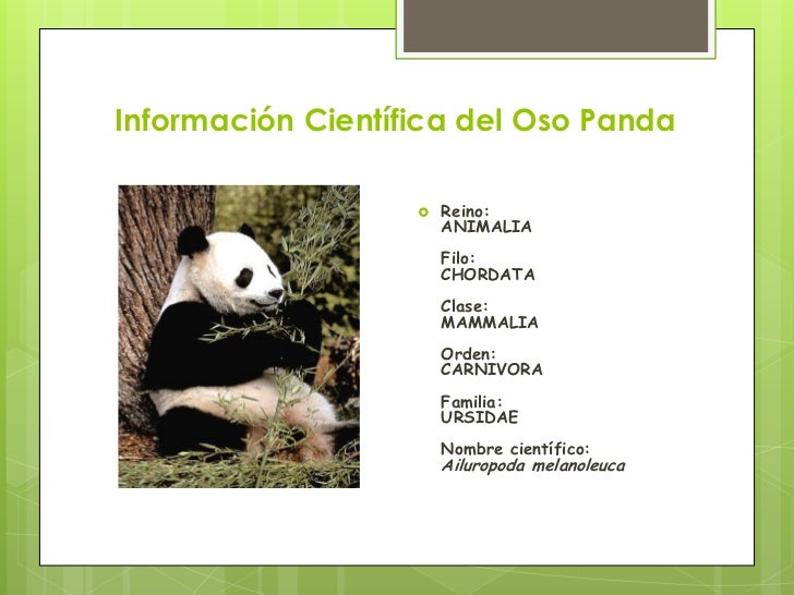 Cuidemos el oso panda 2