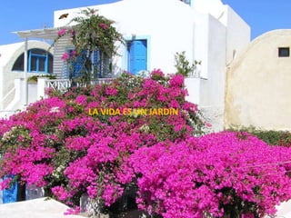 LA VIDA ES UN JARDIN
 