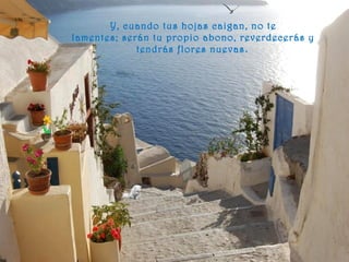 Y, cuando tus hojas caigan, no te
lamentes; serán tu propio abono, reverdecerás y
tendrás flores nuevas.
 