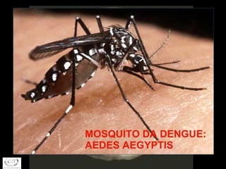 MOSQUITO DA DENGUE: AEDES AEGYPTIS 