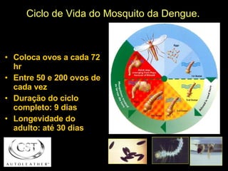 Ciclo de Vida do Mosquito da Dengue. Coloca ovos a cada 72 hr Entre 50 e 200 ovos de cada vez Duração do ciclo completo: 9 dias Longevidade do adulto: até 30 dias 