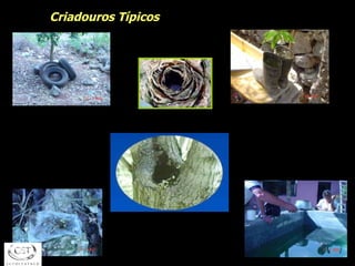 Criadouros Típicos 