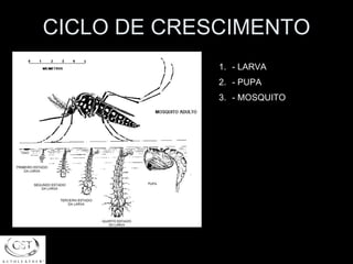 CICLO DE CRESCIMENTO - LARVA - PUPA - MOSQUITO 