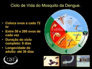 Ciclo de Vida do Mosquito da Dengue. Coloca ovos a cada 72 hr Entre 50 e 200 ovos de cada vez Duração do ciclo completo: 9 dias Longevidade do adulto: até 30 dias 