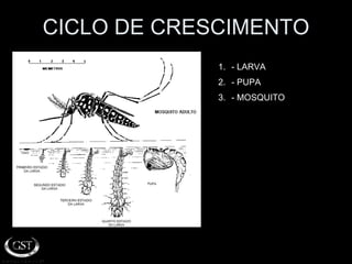 CICLO DE CRESCIMENTO - LARVA - PUPA - MOSQUITO 