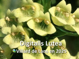 Digitalis Lutea
Villard de Lans en 2025
 