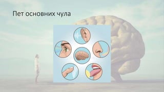 Пет основних чула
 