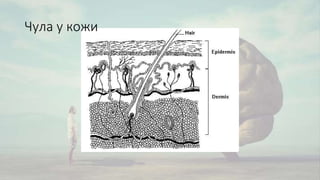 Чула у кожи
 