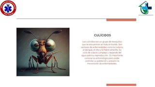 Culícidos y triatominos..ppsx