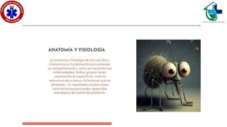 Culícidos y triatominos..ppsx