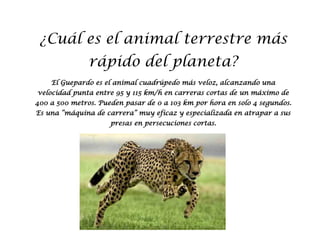 ¿Cuál es el animal terrestre más
rápido del planeta?
El Guepardo es el animal cuadrúpedo más veloz, alcanzando una
velocidad punta entre 95 y 115 km/h en carreras cortas de un máximo de
400 a 500 metros. Pueden pasar de 0 a 103 km por hora en solo 4 segundos.
Es una “máquina de carrera” muy eficaz y especializada en atrapar a sus
presas en persecuciones cortas.
 