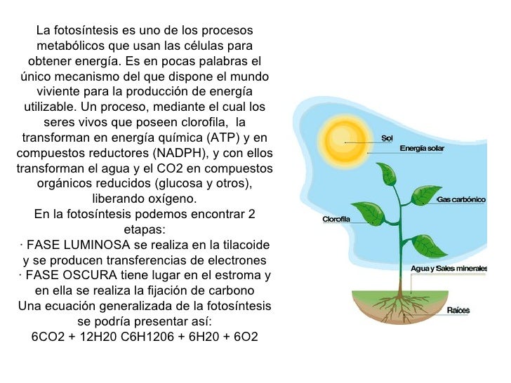 Biología folleto fotosintesis
