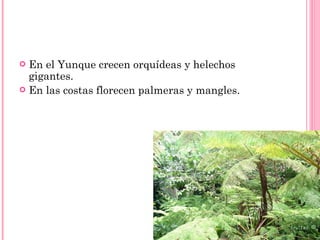En el Yunque crecen orquídeas y helechos gigantes. En las costas florecen palmeras y mangles. 